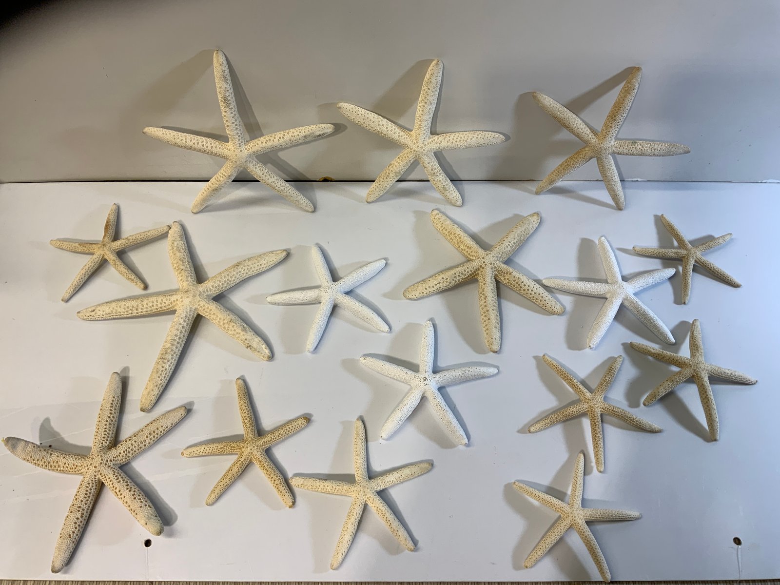 Estrella De Mar Plana Mediana Blanca Y Crema Variadas ( 18 Cm Ancho)