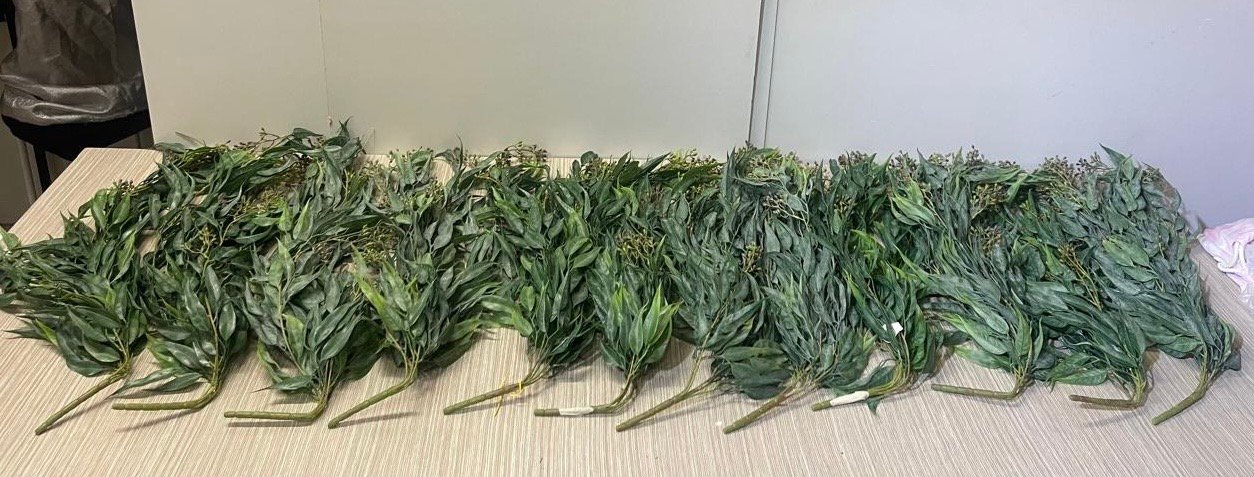 Rama Larga Verde Con Semillas