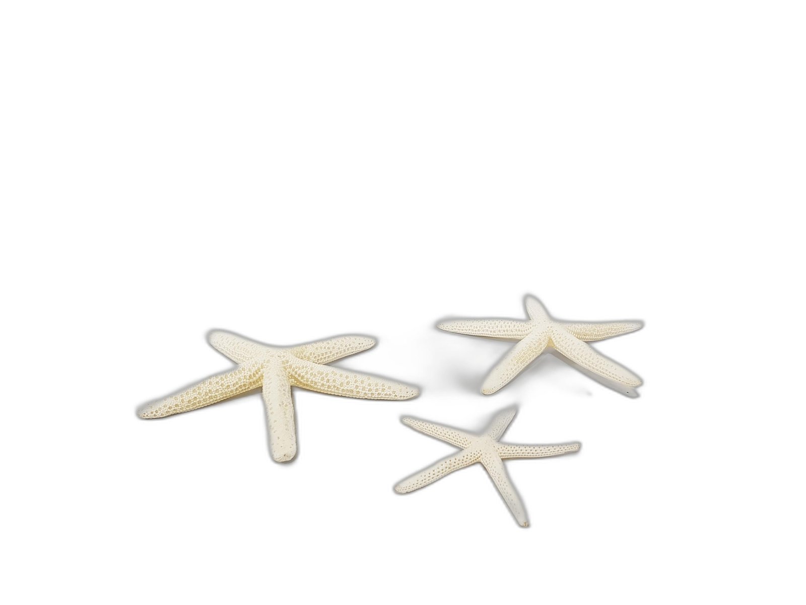 Estrella De Mar Plana Mediana