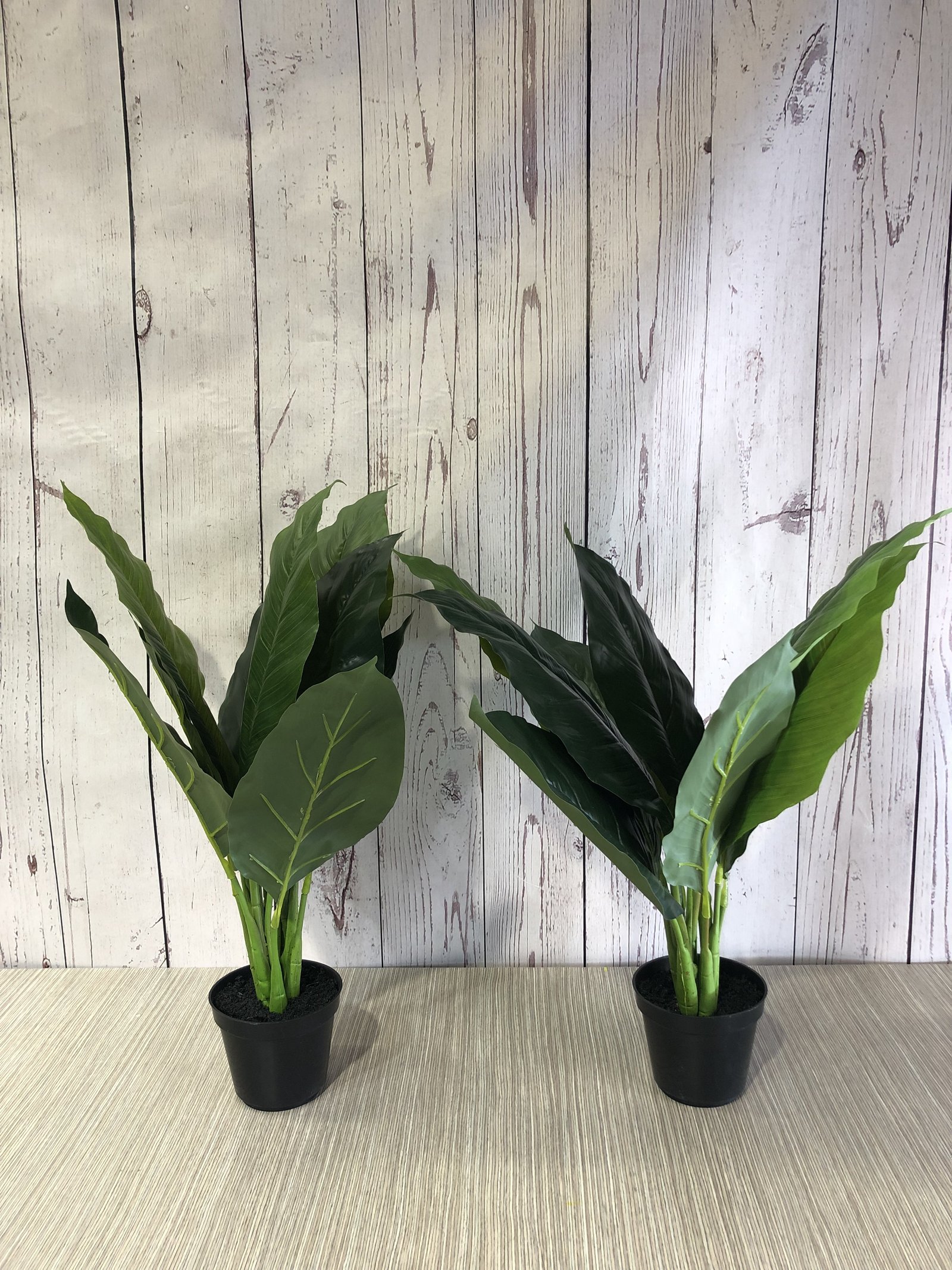 Matero Negro Con Planta Verde Hoja Ancha